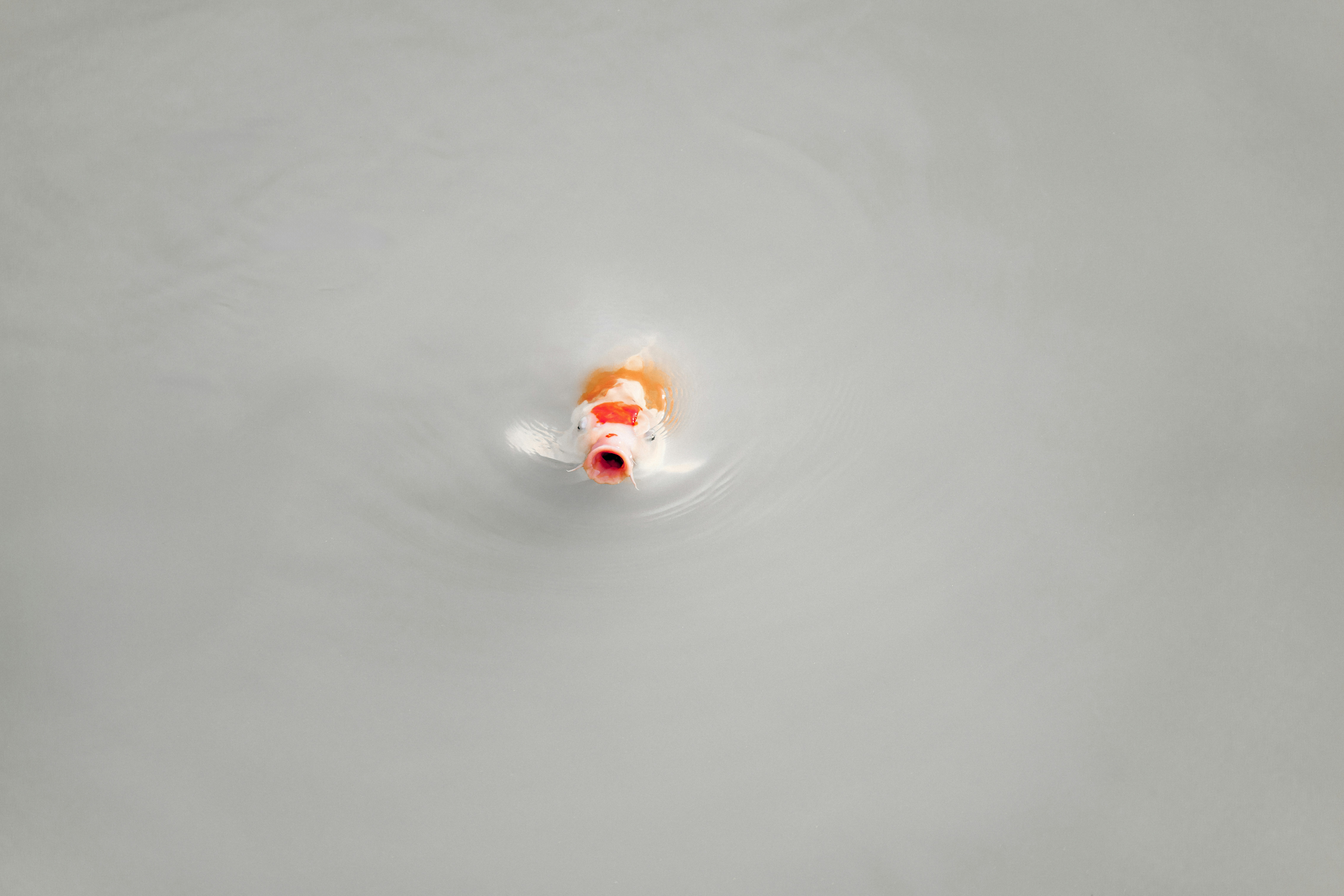 A koi fish swims near the water's surface.