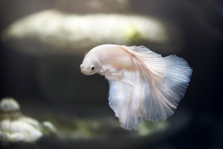 How to Cure Live Rock Before Adding to Your Tank: A Complete Guide