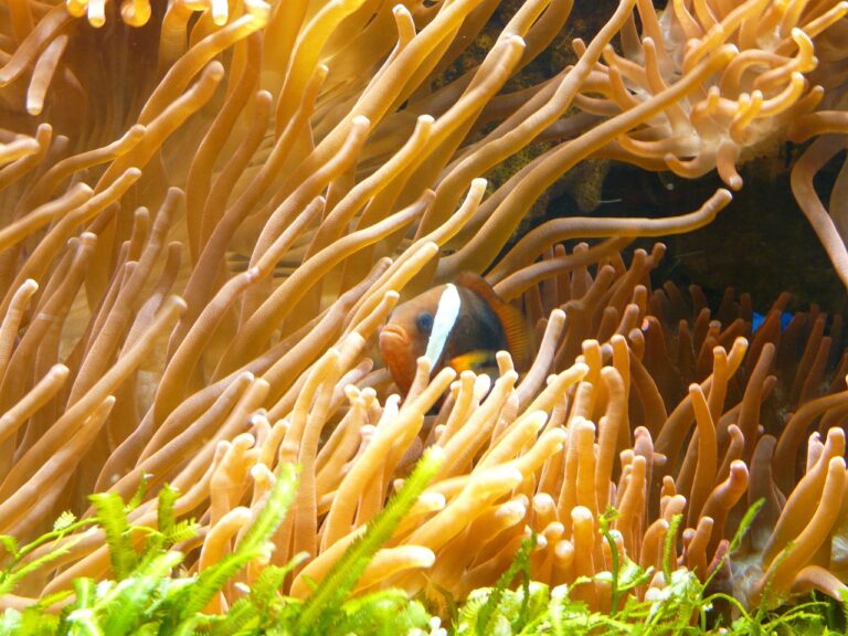 Percula vs Ocellaris: The Ultimate Clownfish Comparison